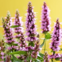 Agastache 'Beelicious Pink' (P)