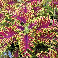 Coleus 'Skeletal' (P)