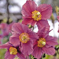 Meconopsis baileyi 'Hensol Violet'