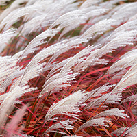 Miscanthus 'Lady In Red' (P) Miscanthus 'Lady In Red' (P)