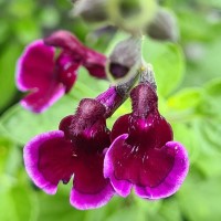 Salvia  'Blackberry Ripple' (P)