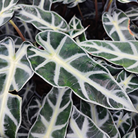 Alocasia 'Sanderiana Bull' %