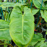 Philodendron 'Domesticum' %