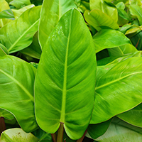 Philodendron 'Melinonii Ghost' %