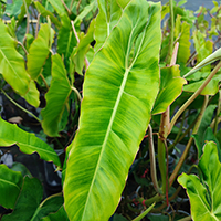 Philodendron 'Paraiso Verde' %