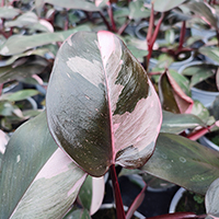 Philodendron 'Pink Princess' %