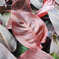 Philodendron 'Red Cherry' %