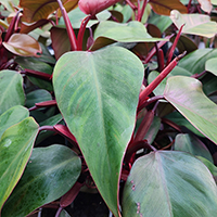 Philodendron 'Strawberry Shake' %