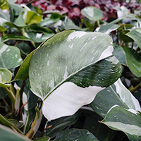 Philodendron 'White Wizard' %