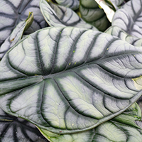 Alocasia 'Silver Dragon' %