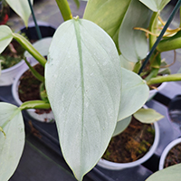 Philodendron 'Grey (Hastatum Silver Sword)' %