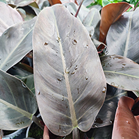 Philodendron 'Imperial Red' %