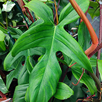 Philodendron 'Florida Beauty' %