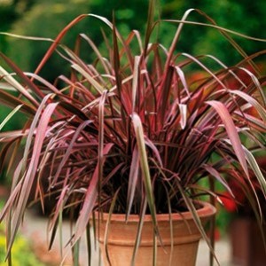 Cordyline & Phormium