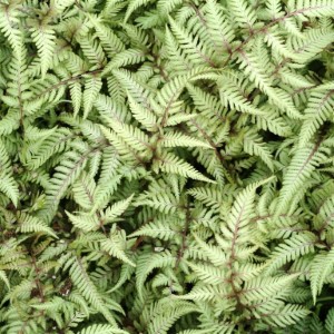 Ferns